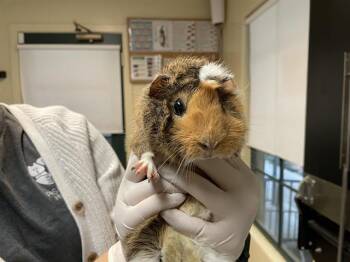Rescue Guinea Pig Guinea Pigs for Adoption in Pasadena, California - BACKPACK | PetCurious